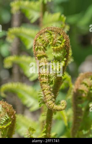 Uncurling fiddlehead Shoot in Hedge-Bank in Spring Sunshine. Spezies nicht identifiziert. Kann Bracken- oder Dryopteris-Arten sein (in Cornwall). Natur abstrakt Stockfoto