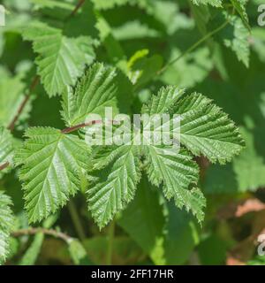 Mädesüß / Filipendula ulmaria Blätter im Frühling Sonnenschein. Bekannte Heilpflanze, die in der Kräutermedizin & Kräuterheilmitteln für schmerzlindernde Wirkung verwendet wird Stockfoto