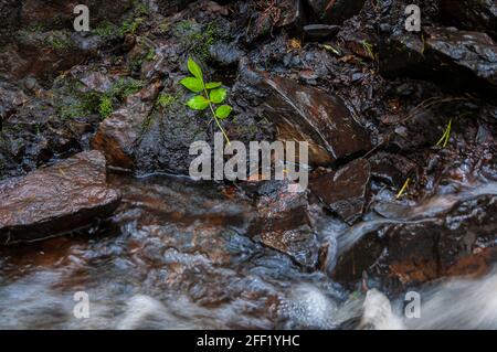 Ein 3 geschossiges herbstliches HDR-Bild eines einsamen Zweiges mit Blättern auf Felsen neben fließendem Wasser, Galloway Forest Park, Schottland. 27. September 2012 Stockfoto