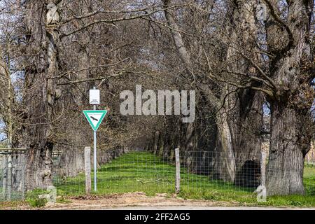 Die Edelkastanienallee (Castanea sativa P. MILL) von Schloss Dyck bei Grevenbroich in Nordrhein-Westfalen ist mit über 214 Bäumen, die zwischen 1794 und 1811 gepflanzt wurden, die größte und wahrscheinlich auch älteste Edelkastanienallee, die noch in ganz Deutschland existiert. Das Betreten des Naturdenkmals ist gefährlich und verboten Stockfoto
