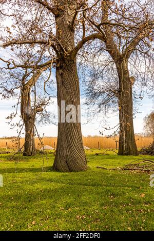 Die Edelkastanienallee (Castanea sativa P. MILL) von Schloss Dyck bei Grevenbroich in Nordrhein-Westfalen ist mit über 214 Bäumen, die zwischen 1794 und 1811 gepflanzt wurden, die größte und wahrscheinlich auch älteste Edelkastanienallee, die noch in ganz Deutschland existiert. Stockfoto