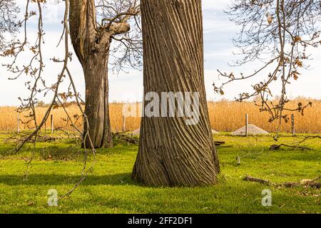 Die Edelkastanienallee (Castanea sativa P. MILL) von Schloss Dyck bei Grevenbroich in Nordrhein-Westfalen ist mit über 214 Bäumen, die zwischen 1794 und 1811 gepflanzt wurden, die größte und wahrscheinlich auch älteste Edelkastanienallee, die noch in ganz Deutschland existiert. Stockfoto