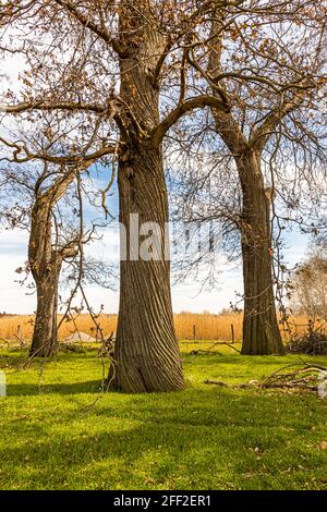 Die Edelkastanienallee (Castanea sativa P. MILL) von Schloss Dyck bei Grevenbroich in Nordrhein-Westfalen ist mit über 214 Bäumen, die zwischen 1794 und 1811 gepflanzt wurden, die größte und wahrscheinlich auch älteste Edelkastanienallee, die noch in ganz Deutschland existiert. Stockfoto