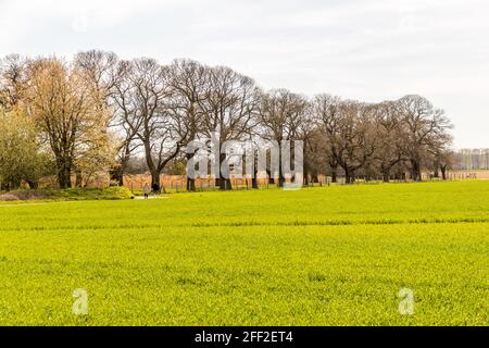 Die Edelkastanienallee (Castanea sativa P. MILL) von Schloss Dyck bei Grevenbroich in Nordrhein-Westfalen ist mit über 214 Bäumen, die zwischen 1794 und 1811 gepflanzt wurden, die größte und wahrscheinlich auch älteste Edelkastanienallee, die noch in ganz Deutschland existiert. Stockfoto