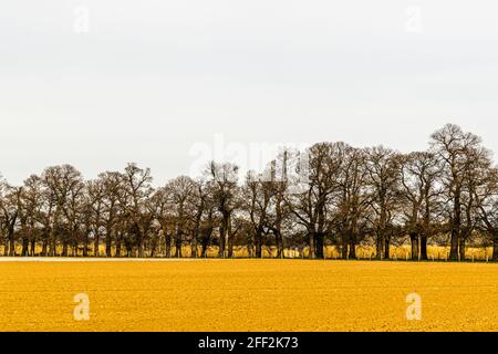Die Edelkastanienallee (Castanea sativa P. MILL) von Schloss Dyck bei Grevenbroich in Nordrhein-Westfalen ist mit über 214 Bäumen, die zwischen 1794 und 1811 gepflanzt wurden, die größte und wahrscheinlich auch älteste Edelkastanienallee, die noch in ganz Deutschland existiert. Stockfoto