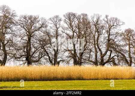 Die Edelkastanienallee (Castanea sativa P. MILL) von Schloss Dyck bei Grevenbroich in Nordrhein-Westfalen ist mit über 214 Bäumen, die zwischen 1794 und 1811 gepflanzt wurden, die größte und wahrscheinlich auch älteste Edelkastanienallee, die noch in ganz Deutschland existiert. Stockfoto