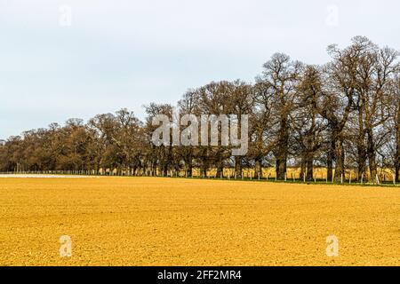 Die Edelkastanienallee (Castanea sativa P. MILL) von Schloss Dyck bei Grevenbroich in Nordrhein-Westfalen ist mit über 214 Bäumen, die zwischen 1794 und 1811 gepflanzt wurden, die größte und wahrscheinlich auch älteste Edelkastanienallee, die noch in ganz Deutschland existiert. Stockfoto