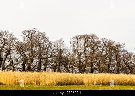 Die Edelkastanienallee (Castanea sativa P. MILL) von Schloss Dyck bei Grevenbroich in Nordrhein-Westfalen ist mit über 214 Bäumen, die zwischen 1794 und 1811 gepflanzt wurden, die größte und wahrscheinlich auch älteste Edelkastanienallee, die noch in ganz Deutschland existiert. Stockfoto