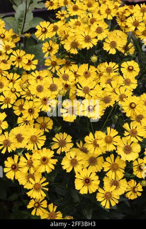 Gelbe Blüten von Helenium autumnale auf Blumenbeet in der Zierpflanze Garten Stockfoto