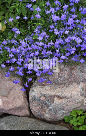 Blaue Blüten von Lobelia erinus zwischen Granitfelsen im Ziergarten Stockfoto