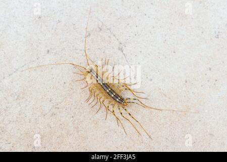 Scutigera coleoptrata Haus Centipede auf Bodenfliesen von oben Blick Stockfoto