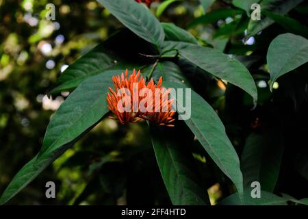 Safranfarbene westindische Jasminblüte mit grünen Blättern Stockfoto