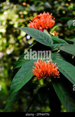 Safranfarbene westindische Jasminblüte mit grünen Blättern Stockfoto