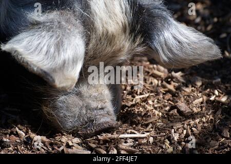 KuneKune Schwein Stockfoto