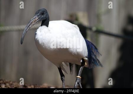Australische weißer ibis Stockfoto