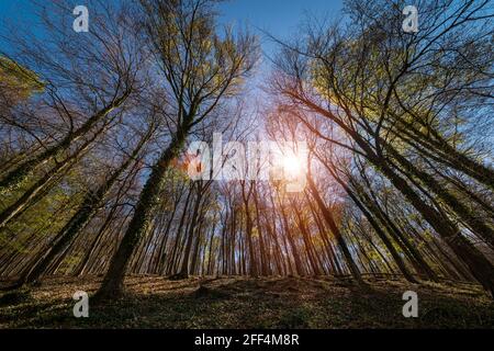 Waldlandschaft mit Sonnenlicht, das durch die Bäume mit Frühlingslaub kommt. Stockfoto