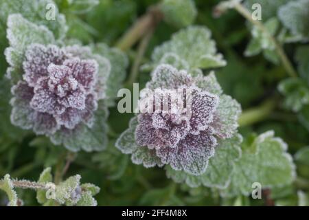 Lamium pureum, (rote tote Brennnessel) Blüten bedeckt mit Reif, Nahaufnahme selbstblühender Fokus Stockfoto