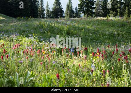 Feld der Pinsel und andere Wildblumen über Forelle See in Yellowstone-Nationalpark Stockfoto