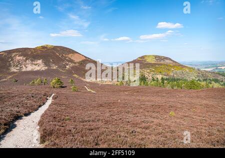 Blick auf Eildon Mid Hill und Eildon North Hill vom Fußweg zum Eildon Wester Hill in den Scottish Borders, Großbritannien Stockfoto