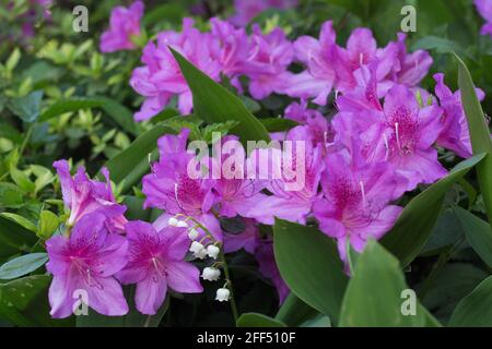 Maiglöckchen und Azaleen wachsen zusammen in einem Garten Stockfoto