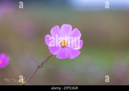 Einzelne rosa Kosmos Blume vor grünem Hintergrund Stockfoto