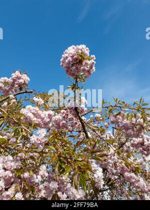 Frühling in Bad Vilbel, Hessen, Deutschland Stockfoto