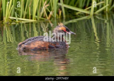 Horntaucher oder Slawonischer Reiher, alleinerziehend im Zuchtgefieder, schwimmend auf dem See, Island Stockfoto