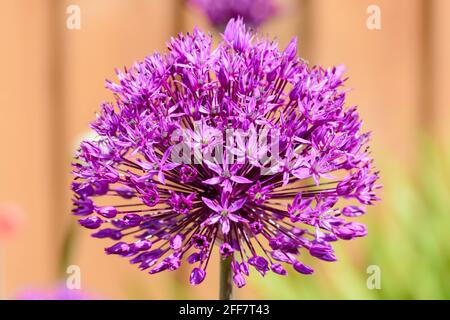 Ein aus der Nähe auffallend violettes oder violettes Allium im Garten Stockfoto