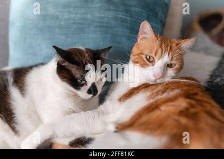 Zwei Hauskatzen liegen zusammen auf dem Sofa Stockfoto