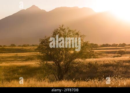 Am späten Nachmittag segnet die Empire Ranch und das Las Cienegas National Conservation Area in Arizona, USA Stockfoto