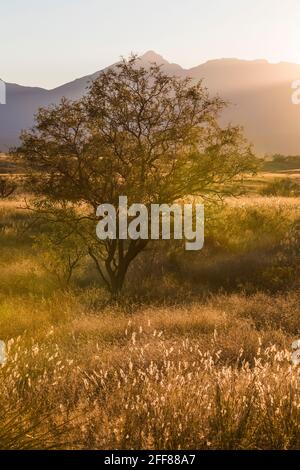 Am späten Nachmittag segnet die Empire Ranch und das Las Cienegas National Conservation Area in Arizona, USA Stockfoto