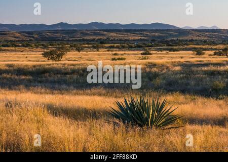 Am späten Nachmittag segnet die Empire Ranch und das Las Cienegas National Conservation Area in Arizona, USA Stockfoto