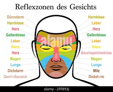 Gesichtsreflexzonendiagramm, deutscher Text. Alternative Akupressur und Physiotherapie Gesundheitsbehandlung. Massagetabelle mit farbigen Bereichen und Namen. Stockfoto