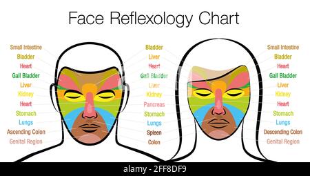 Gesichtsreflexzonendiagramm, Frau und Mann. Akupressur und Physiotherapie Gesundheit Behandlung. Massagetabelle mit farbigen Bereichen und Namen. Stockfoto