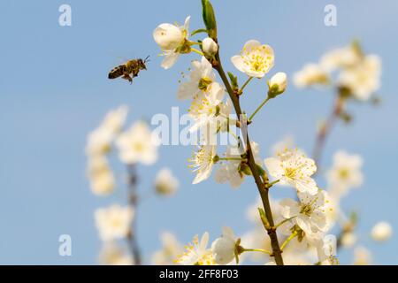 Mirabelle Pflaumenblüte, Kirschpflaume, Prunus Domestica syriaca Stockfoto