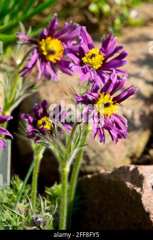 Pulsatilla vulgaris Papageno blüht im Steingarten Frühlings-Pasque-Blüte Stockfoto