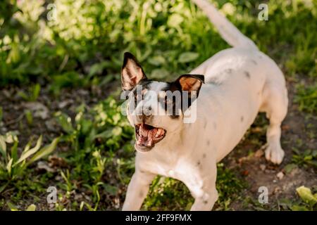 High-Angle-Ansicht des jungen weißen Hundejackers russell Terrier mit geöffnetem Mund bellend, schreiend und bereit, mit seinem Besitzer zu spielen Stockfoto