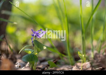 Ukraine, Kiew - 21. April 2021: Wilde Viola-Blume Stockfoto