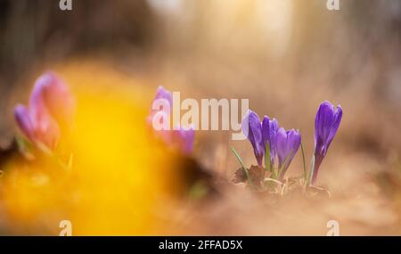 Frühes Frühjahr Crocus vernus Erinnerung im Garten Stockfoto