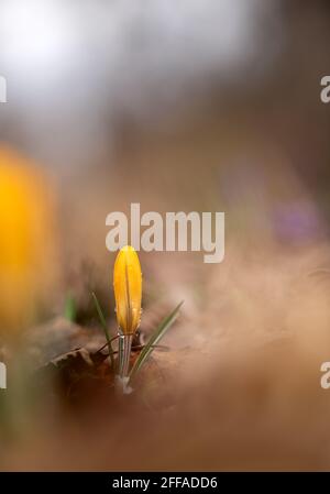 Früher Frühling Crocus luteus Golden Yellow im Garten Stockfoto