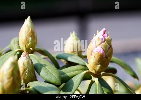 Rhododendron - Knospen fotografiert in Deutschland im Frühjahr. Stockfoto