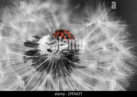 Nahaufnahme eines Feuerbugs (Pyrrhocoris apterus), der auf einem Dandelionensamen-Kopf kriecht. Stockfoto