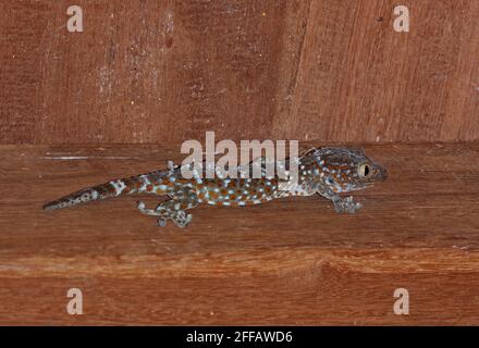 Tokay Gecko (Gekko Gecko) Erwachsener an der Wand im Haus Tmatboey, Kambodscha Januar Stockfoto