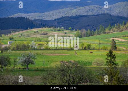 Blick auf ein braunes Pferd, das auf den Hügeln in der Nähe des Dorfes Trukhaniv grast, bedeckt von frischem, grünem Wald, und Bäume am warmen Herbsttag. Karpaten, Stockfoto