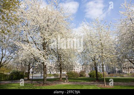 Blühende Kirschbäume im Frühling, Muga-Park, Mülheim an der Ruhr, Deutschland Stockfoto