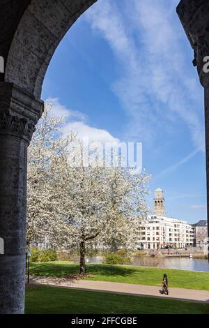 Blühende Kirschbäume im Frühling, Muga-Park, Mülheim an der Ruhr, Deutschland Stockfoto