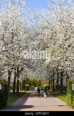 Blühende Kirschbäume im Frühling, Muga-Park, Mülheim an der Ruhr, Deutschland Stockfoto