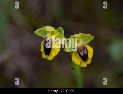 Gelbe Biene Orchidee, Ophrys Lutea, Andalusien, Südspanien. Stockfoto