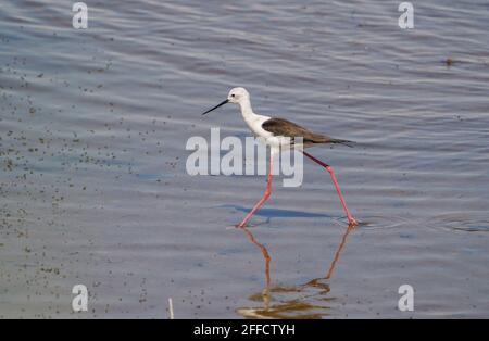 Schwarzflügel-Stelzen, die sich in den Feuchtgebieten des Guadalhorce Reservats, Malaga, Spanien, ernähren. Stockfoto