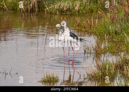 Balzverhalten von Schwarzflügelstelzen in den Feuchtgebieten des Guadalhorce Reservats, Malaga, Spanien. Stockfoto